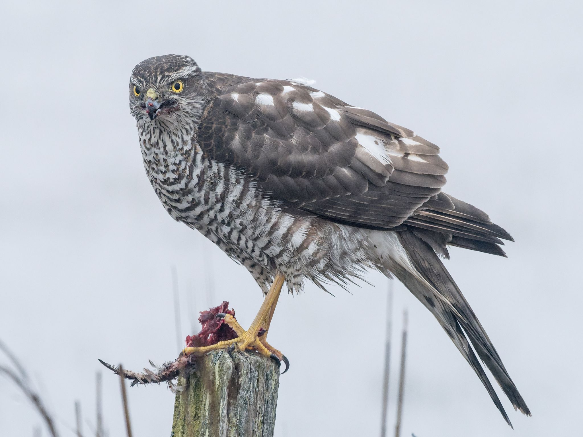 260321 1102 J  1JR0658 DxO DeepPRIME 3